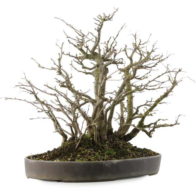 Pourthiaea villosa, 41 cm, ± 30 anni