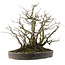 Pourthiaea villosa, 41 cm, ± 30 ans