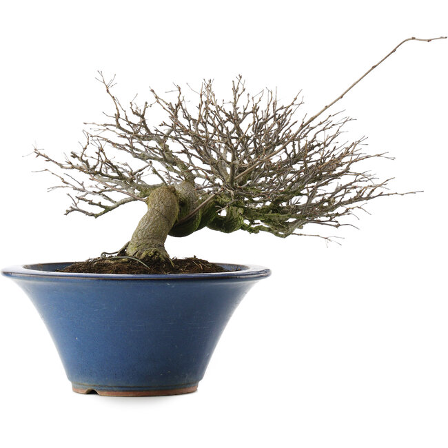 Pourthiaea villosa, 24 cm, ± 30 Jahre alt