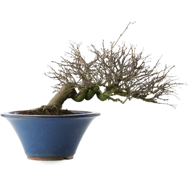 Pourthiaea villosa, 24 cm, ± 30 Jahre alt