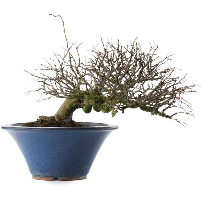 Pourthiaea villosa, 24 cm, ± 30 Jahre alt