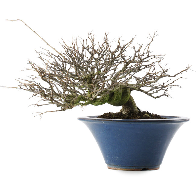 Pourthiaea villosa, 24 cm, ± 30 ans