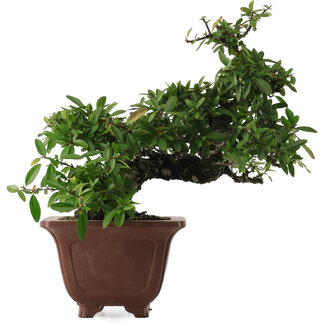 Pyracantha, 32,5 cm, ± 20 jaar oud