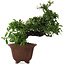 Pyracantha, 32,5 cm, ± 20 jaar oud