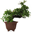 Pyracantha, 32,5 cm, ± 20 years old