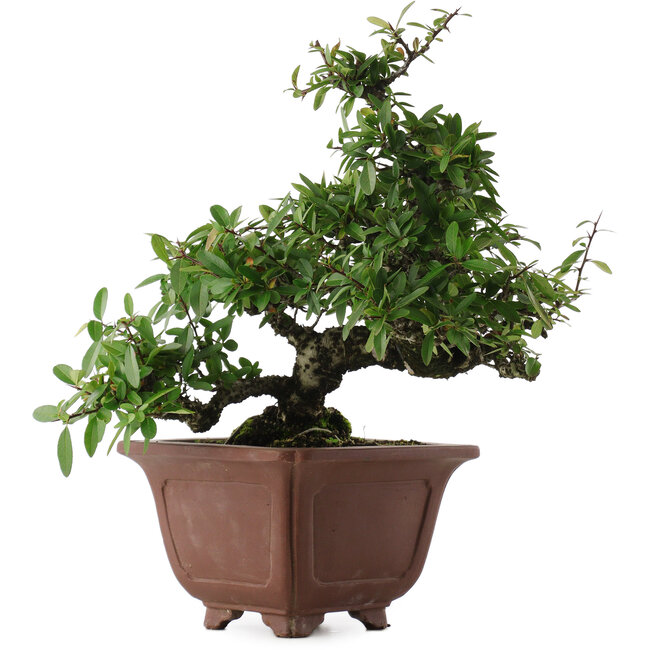 Pyracantha, 32,5 cm, ± 20 ans
