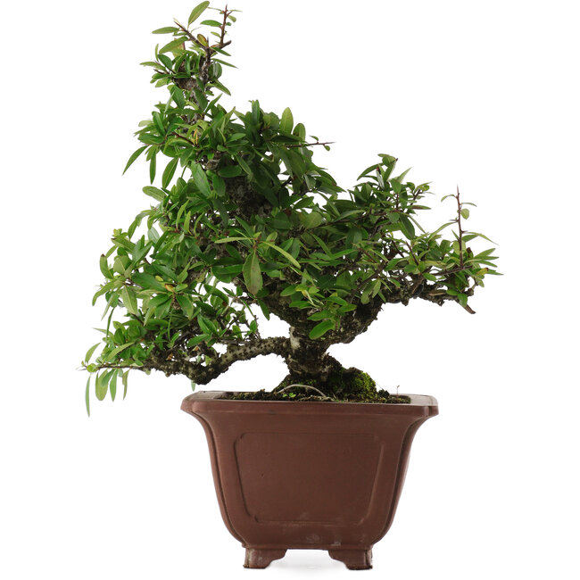 Pyracantha, 32,5 cm, ± 20 jaar oud