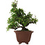 Pyracantha, 32,5 cm, ± 20 anni