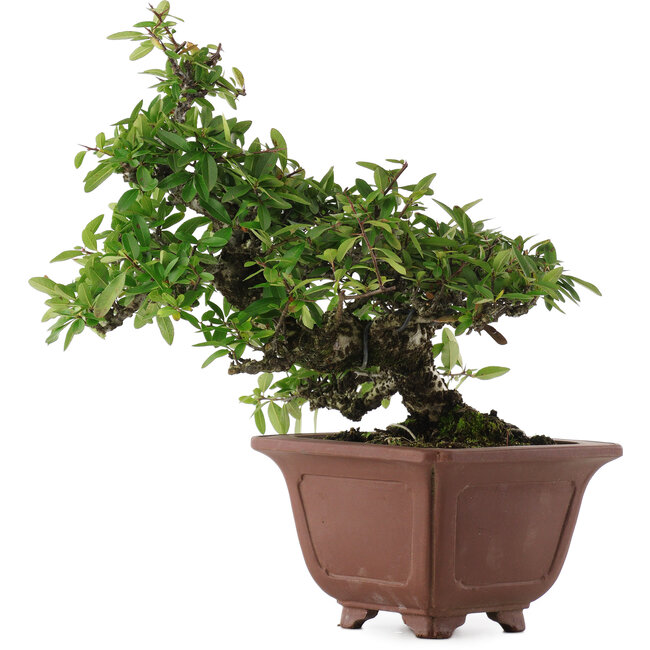 Pyracantha, 32,5 cm, ± 20 Jahre alt