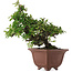 Pyracantha, 32,5 cm, ± 20 jaar oud