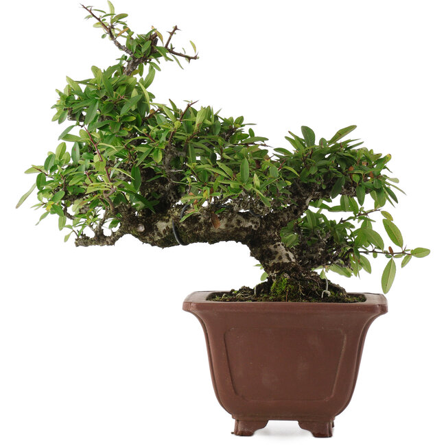 Pyracantha, 32,5 cm, ± 20 jaar oud