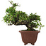 Pyracantha, 32,5 cm, ± 20 years old