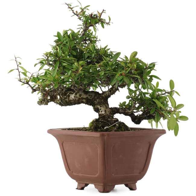 Pyracantha, 32,5 cm, ± 20 Jahre alt