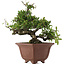 Pyracantha, 32,5 cm, ± 20 ans