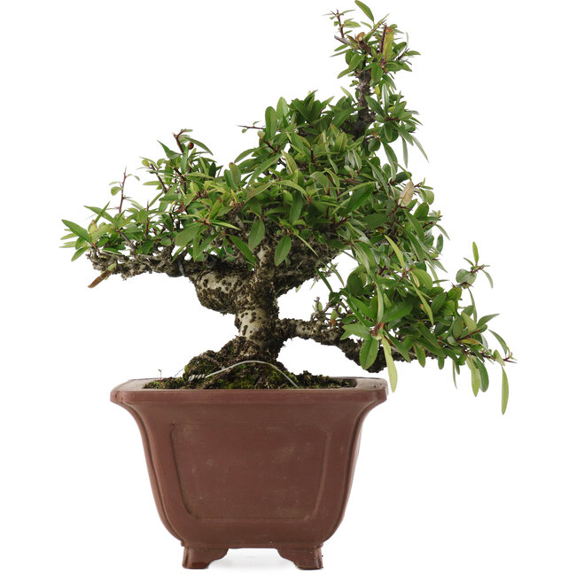 Pyracantha, 32,5 cm, ± 20 ans