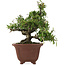 Pyracantha, 32,5 cm, ± 20 ans