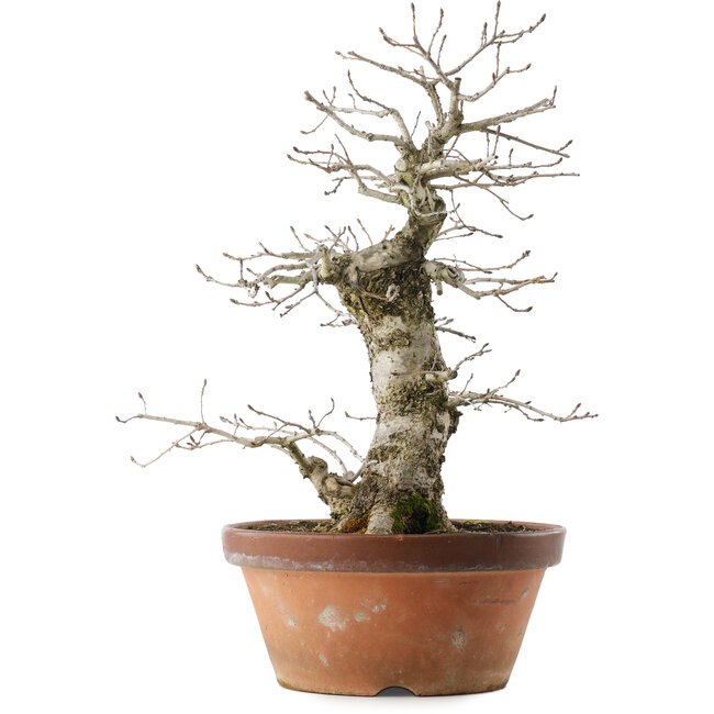 Quercus serrata, 47,5 cm, ± 20 ans