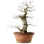 Quercus serrata, 47,5 cm, ± 20 ans