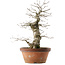 Quercus serrata, 47,5 cm, ± 20 jaar oud