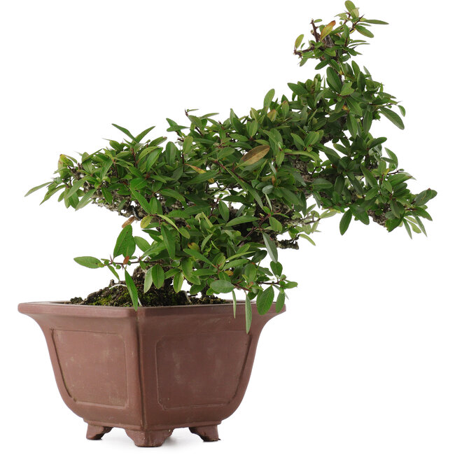 Pyracantha, 32,5 cm, ± 20 Jahre alt