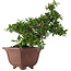 Pyracantha, 32,5 cm, ± 20 ans