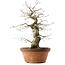 Quercus serrata, 47,5 cm, ± 20 years old