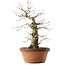 Quercus serrata, 47,5 cm, ± 20 ans