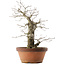 Quercus serrata, 47,5 cm, ± 20 ans