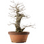 Quercus serrata, 47,5 cm, ± 20 years old