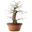 Quercus serrata, 47,5 cm, ± 20 ans