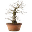 Quercus serrata, 47,5 cm, ± 20 ans