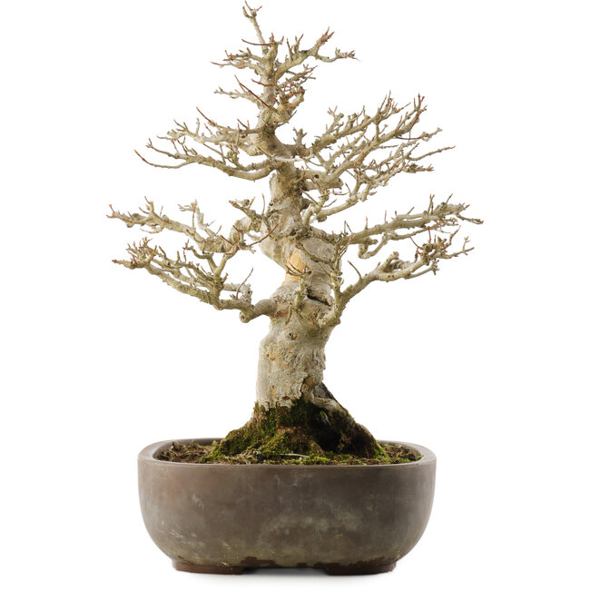 Acer buergerianum, 38 cm, ± 20 years old