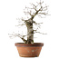Quercus serrata, 47,5 cm, ± 20 años