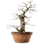 Quercus serrata, 47,5 cm, ± 20 ans