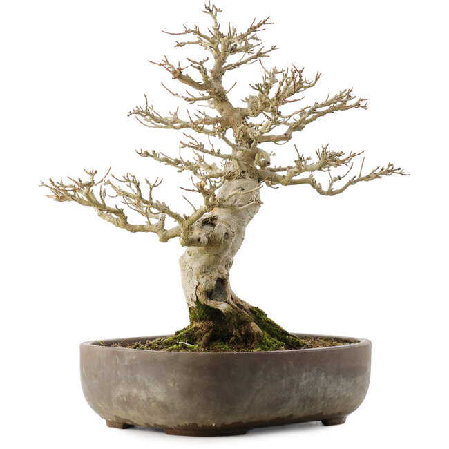 Acer buergerianum, 38 cm, ± 20 Jahre alt