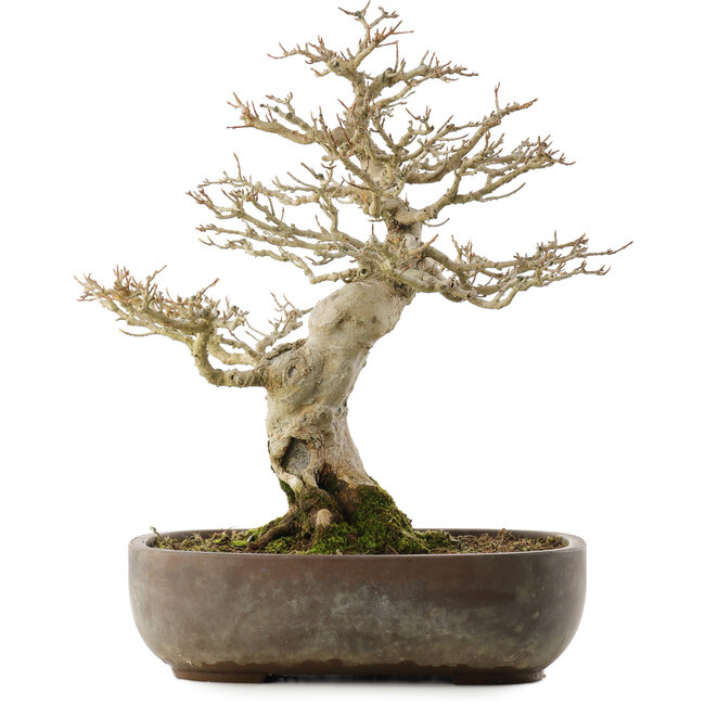 Acer buergerianum, 38 cm, ± 20 años