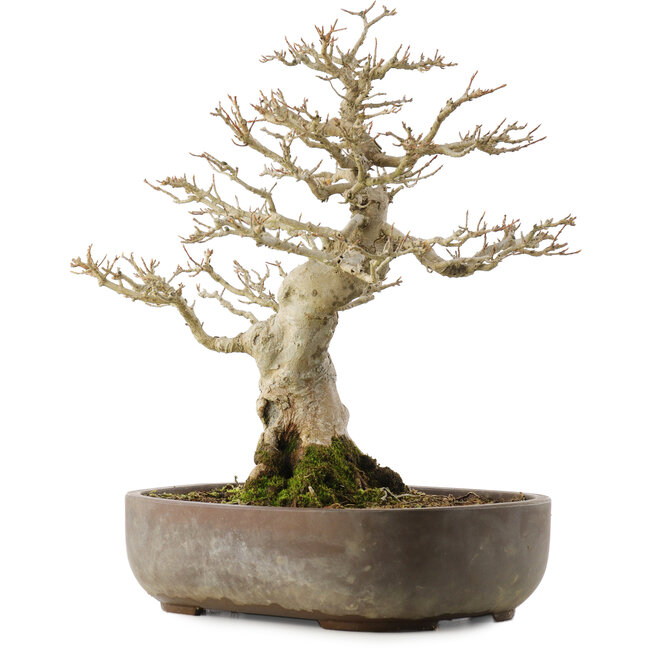 Acer buergerianum, 38 cm, ± 20 ans