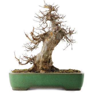 Yamafusa Acer buergerianum, 38 cm, ± 20 jaar oud
