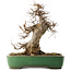Acer buergerianum, 38 cm, ± 20 years old, in a handmade Japanese pot by Yamafusa