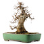 Acer buergerianum, 38 cm, ± 20 anni, in un vaso giapponese fatto a mano da Yamafusa