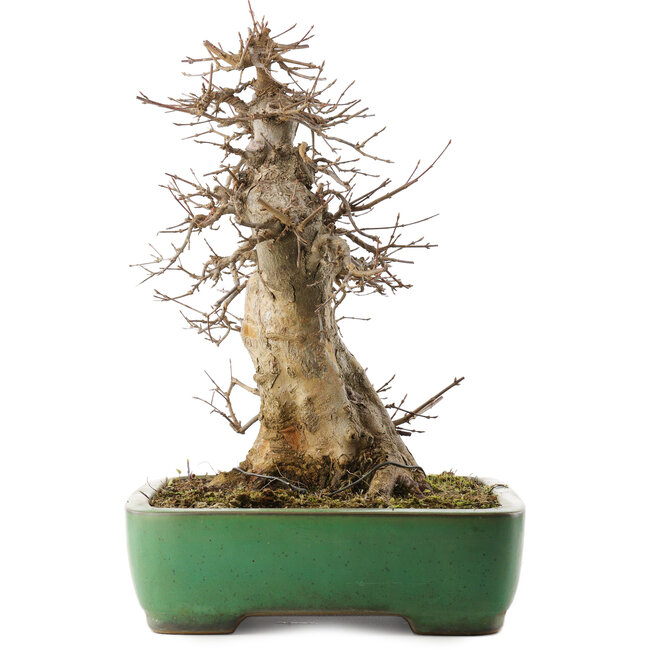 Acer buergerianum, 38 cm, ± 20 jaar oud, in een handgemaakte Japanse pot van Yamafusa