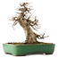 Acer buergerianum, 38 cm, ± 20 years old, in a handmade Japanese pot by Yamafusa