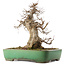Acer buergerianum, 38 cm, ± 20 anni, in un vaso giapponese fatto a mano da Yamafusa
