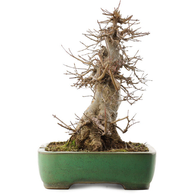 Acer buergerianum, 38 cm, ± 20 ans, dans un pot japonais fait main par Yamafusa