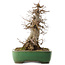 Acer buergerianum, 38 cm, ± 20 jaar oud, in een handgemaakte Japanse pot van Yamafusa