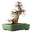 Acer buergerianum, 38 cm, ± 20 years old, in a handmade Japanese pot by Yamafusa