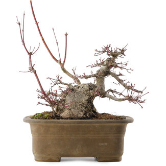 Acer palmatum, 21,5 cm, ± 40 años