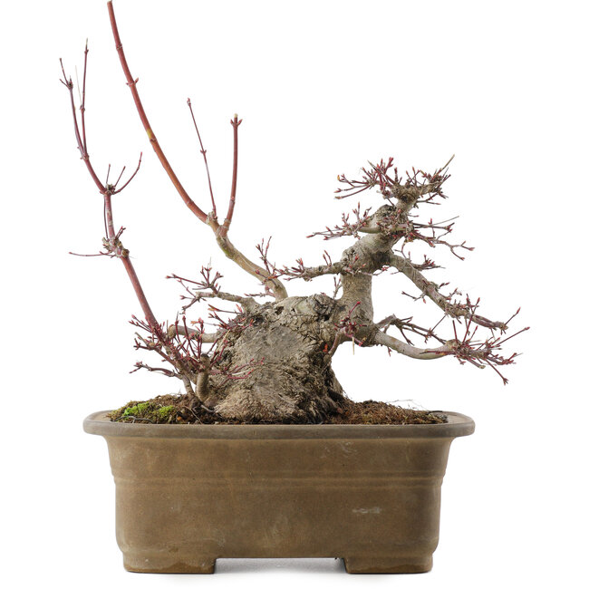 Acer palmatum, 21,5 cm, ± 40 Jahre alt