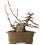 Acer palmatum, 21,5 cm, ± 40 jaar oud