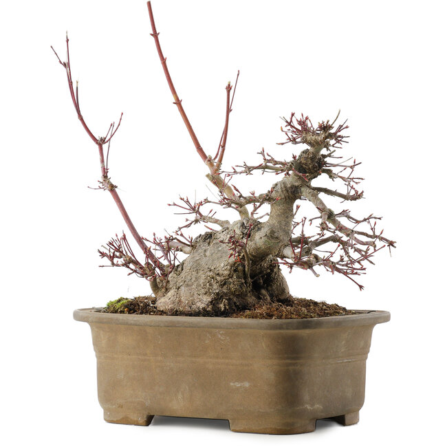 Acer palmatum, 21,5 cm, ± 40 Jahre alt
